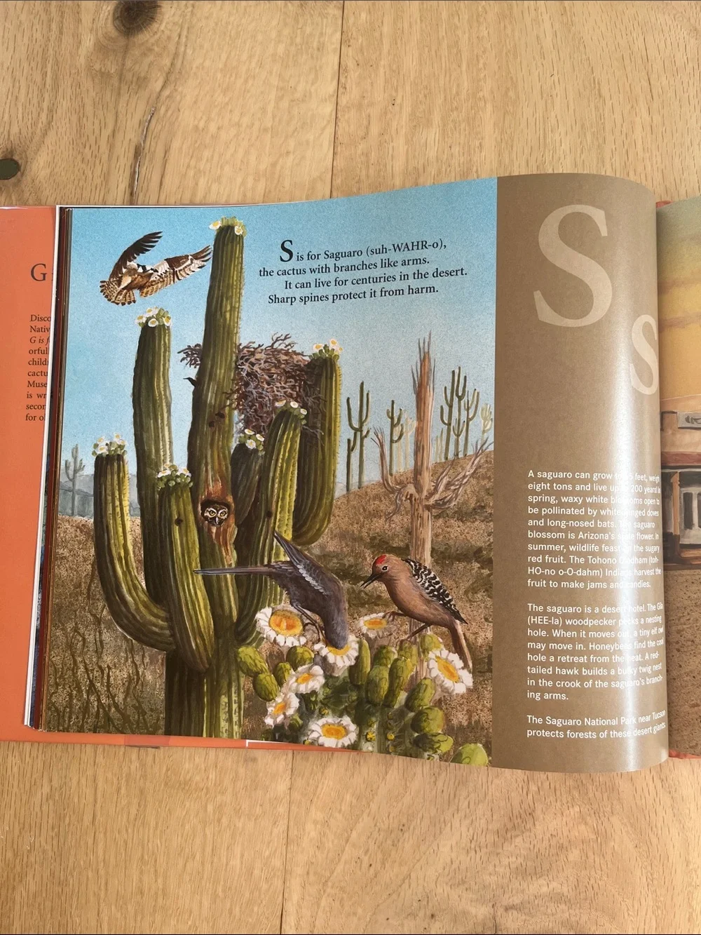 State Alphabet Books - Oregon and Arizona